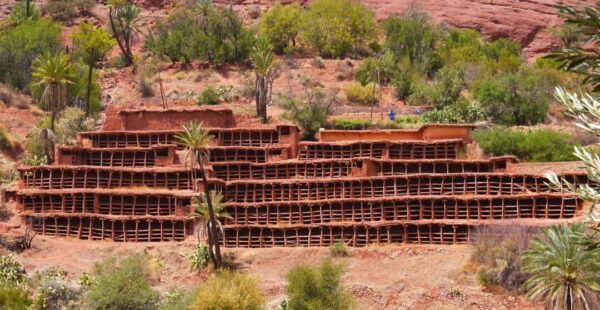 משבר אקלימי מאיים על הכוורת העתיקה בעולם במרוקו