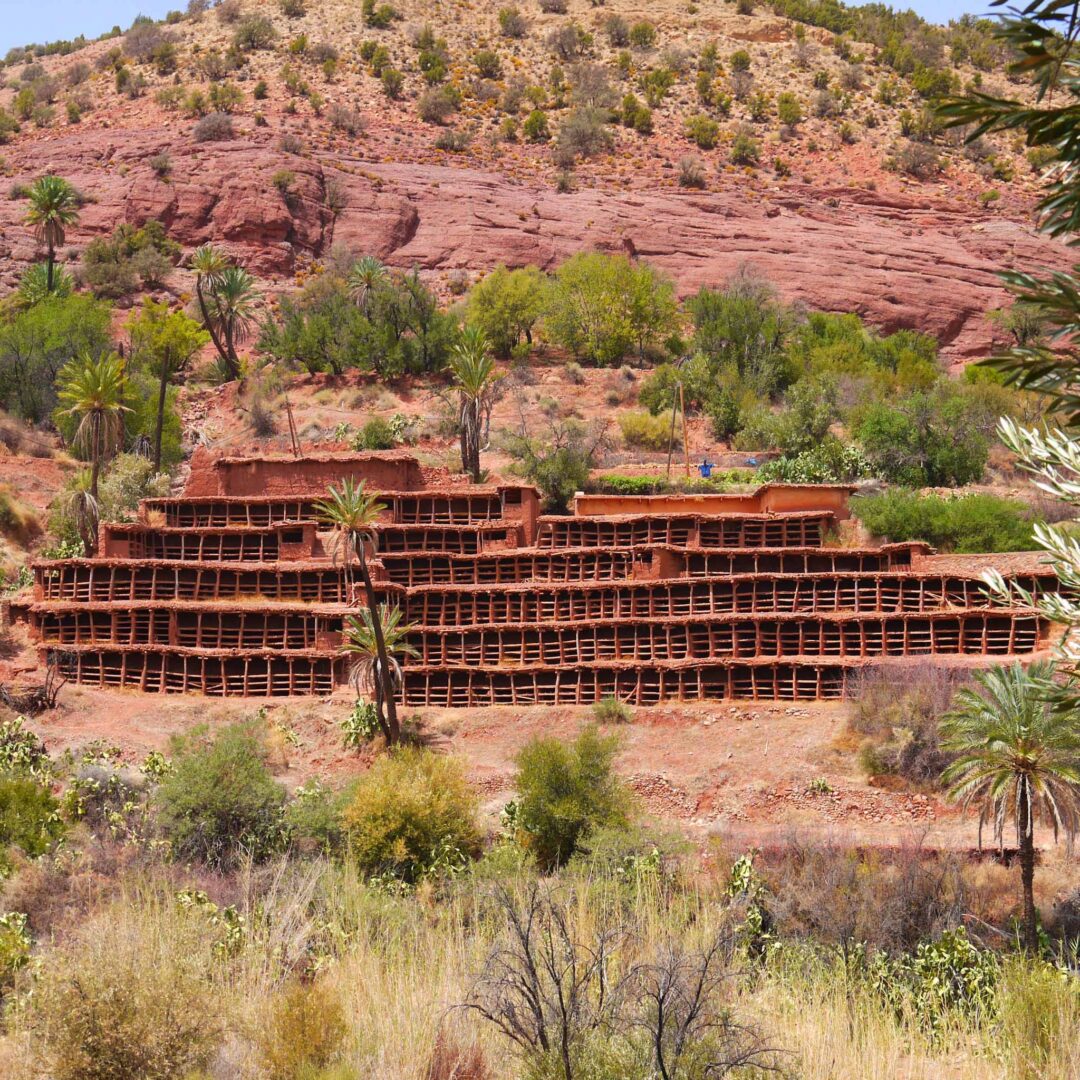 משבר אקלימי מאיים על הכוורת העתיקה בעולם במרוקו
