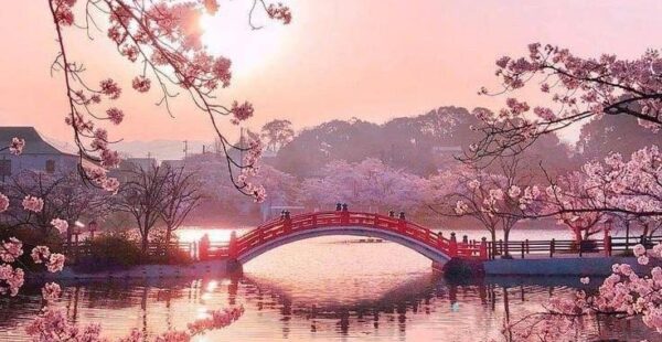 נהרות ורודים ביפן – הקסם שאחרי הפריחה