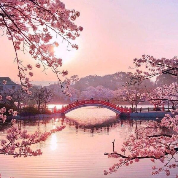 נהרות ורודים ביפן – הקסם שאחרי הפריחה