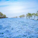 4 פארקי פרחים מומלצים לאביב