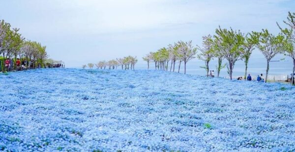 4 פארקי פרחים מומלצים לאביב