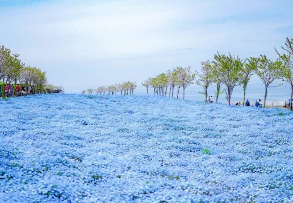 4 פארקי פרחים מומלצים לאביב