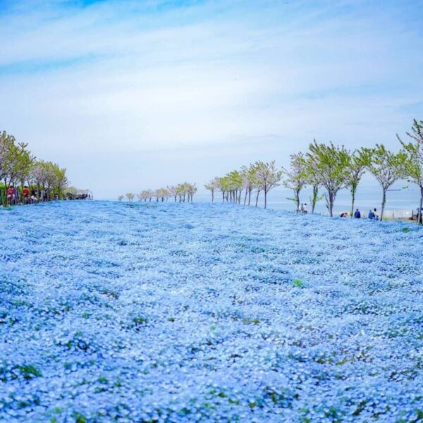 4 פארקי פרחים מומלצים לאביב