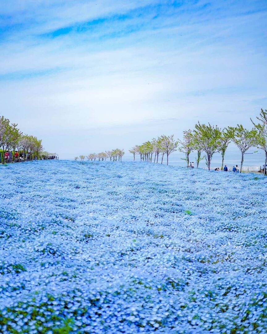 4 פארקי פרחים מומלצים לאביב