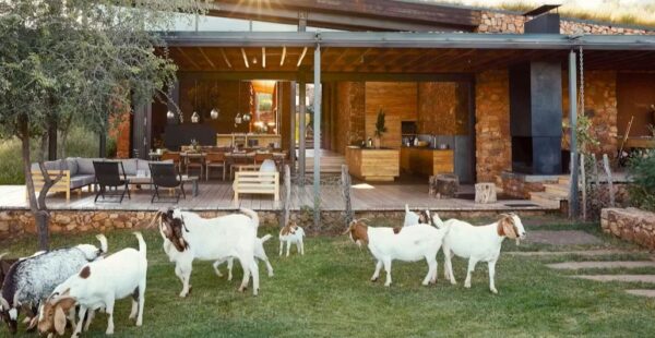 הלודג' בתוך הטבע ומתארחים בו לצד זברות וג'ירפות