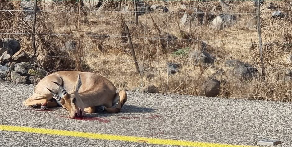 אלפי חיות בר נדרסות מדי שנה: עמותה חדשה יוצאת למאבק – ומבקשת את עזרת הציבור