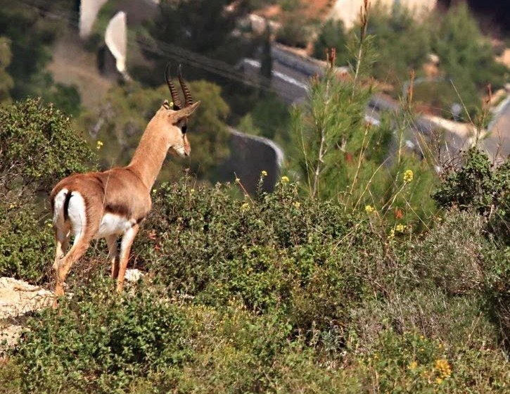 אלפי חיות בר נדרסות מדי שנה: עמותה חדשה יוצאת למאבק – ומבקשת את עזרת הציבור